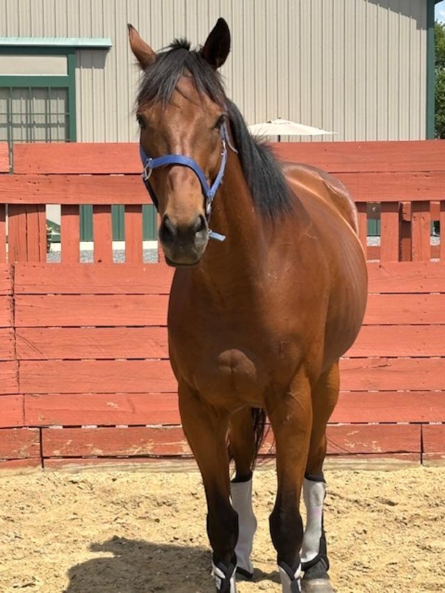 sc bold paynter headshot