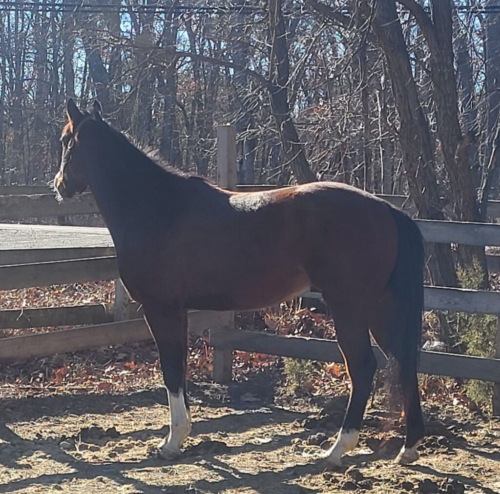 sc voiceover looking over fence